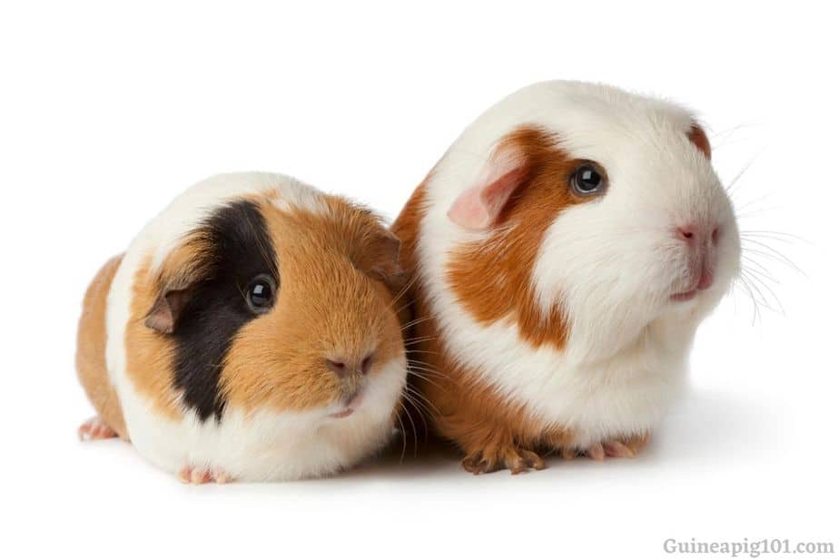 How long do guinea pigs live as pets? Guinea pig Lifespan in captivity!