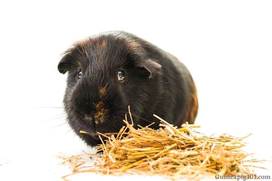 Guinea pig with hay