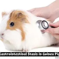 Gastrointestinal Stasis in Guinea Pig
