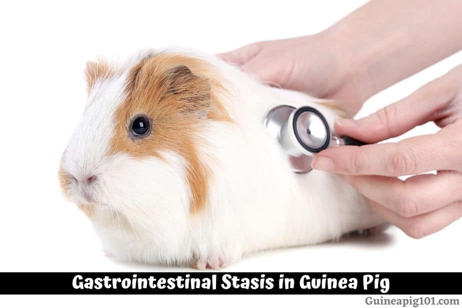 Gastrointestinal Stasis in Guinea Pig: Digestive Problems in Guinea Pigs
