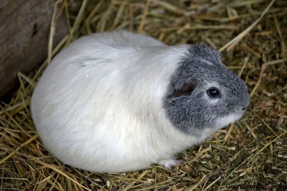 Signs of pregnancy in guinea pigs