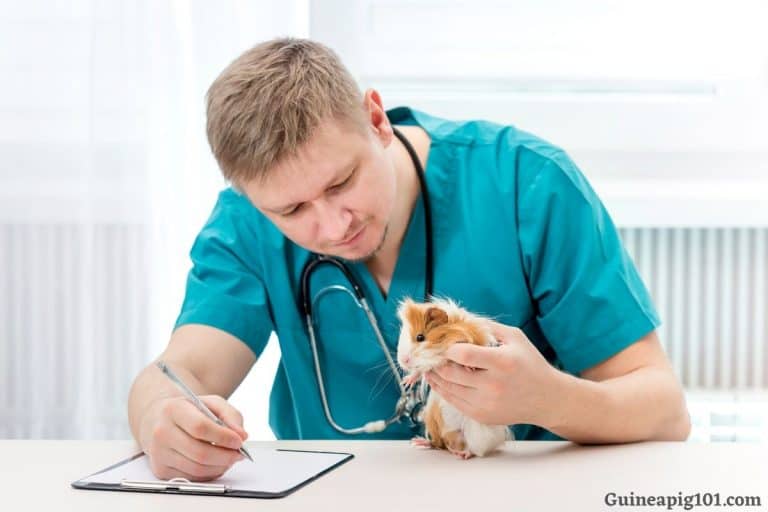 Why Is My Guinea Pig Bleeding? (Causes & What To Do)