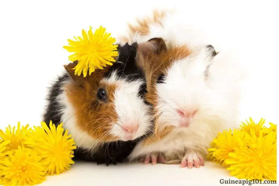 guionea pig Dandelions
