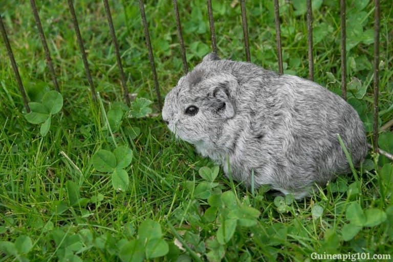 How long do guinea pigs live as pets? Guinea pig Lifespan