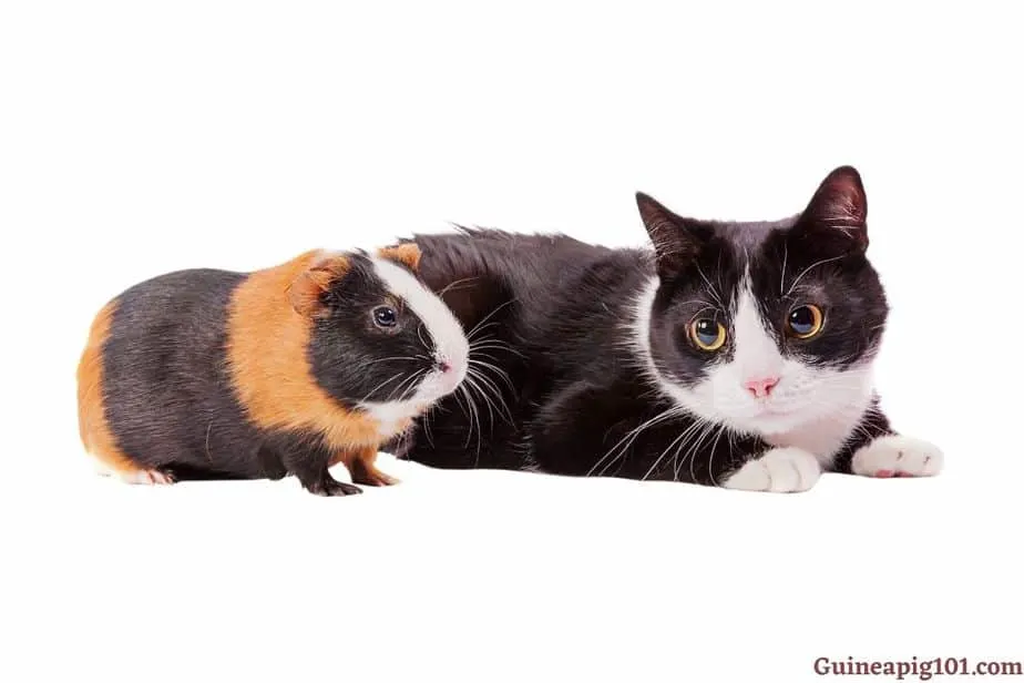 Are guinea pigs more affectionate than cats
