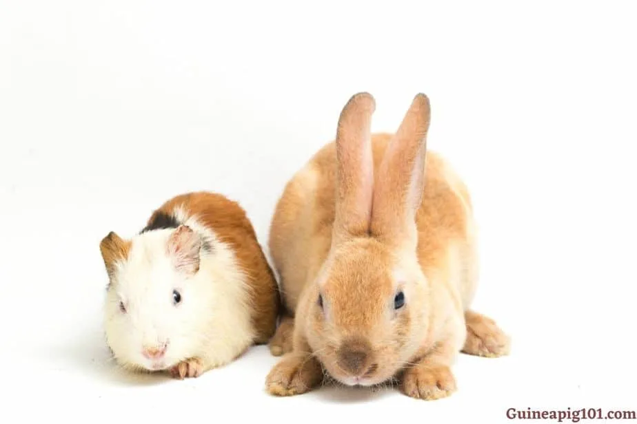 Are guinea pigs more affectionate than rabbits
