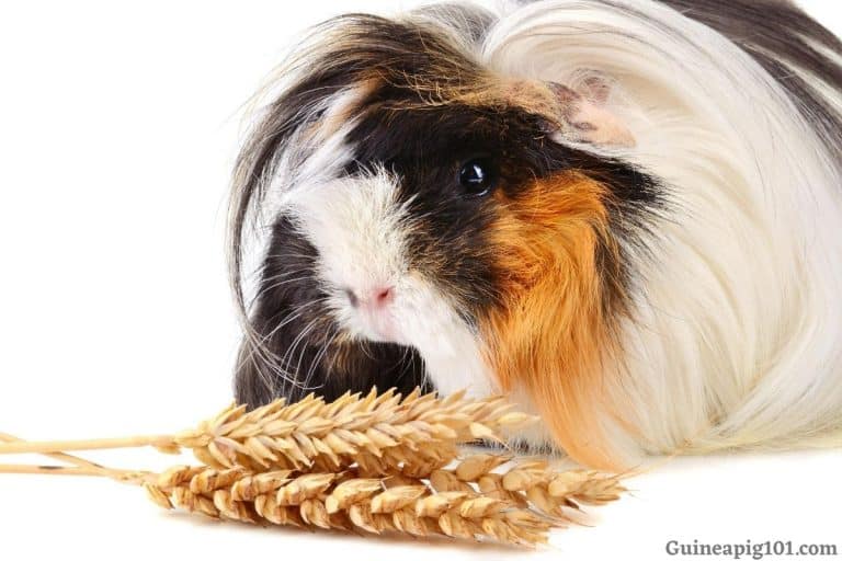 What Foods Are Harmful To Guinea Pigs?