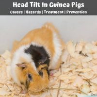 Head Tilt In Guinea Pigs
