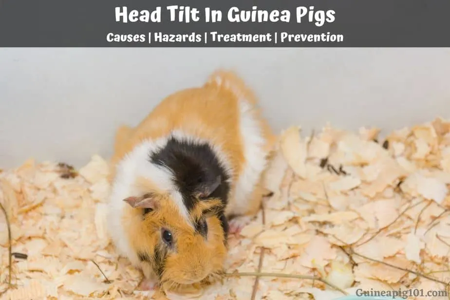 Head Tilt In Guinea Pigs: Causes, Hazards, Treatment & Prevention