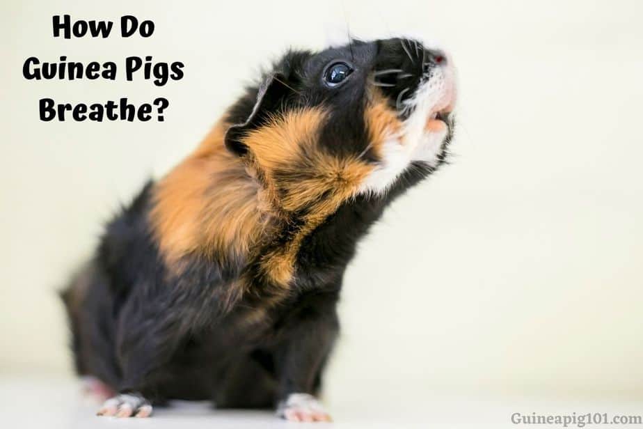 How Do Guinea Pigs Breathe? (Normal Breathing & When To Worry)