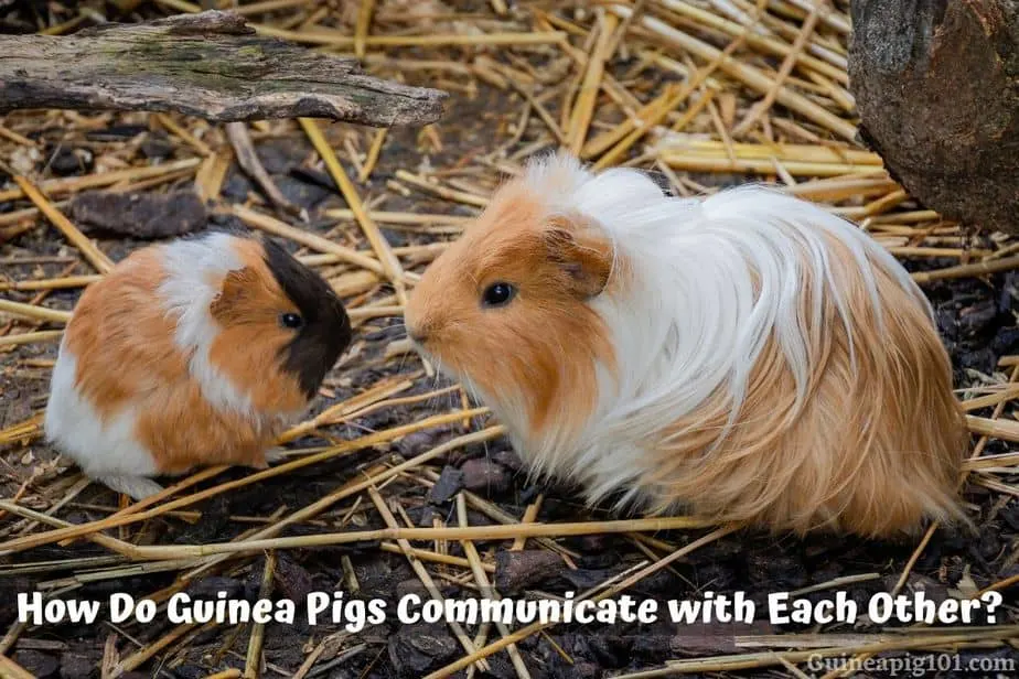 How Do Guinea Pigs Communicate with Each Other?