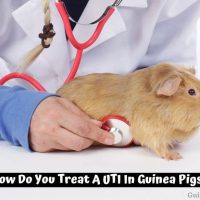How Do You Treat A UTI In Guinea Pigs