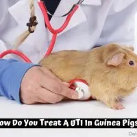 How Do You Treat A UTI In Guinea Pigs
