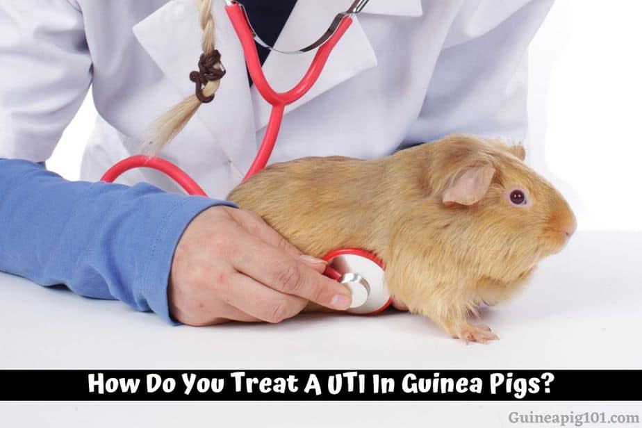 How Do You Treat A UTI In Guinea Pigs?