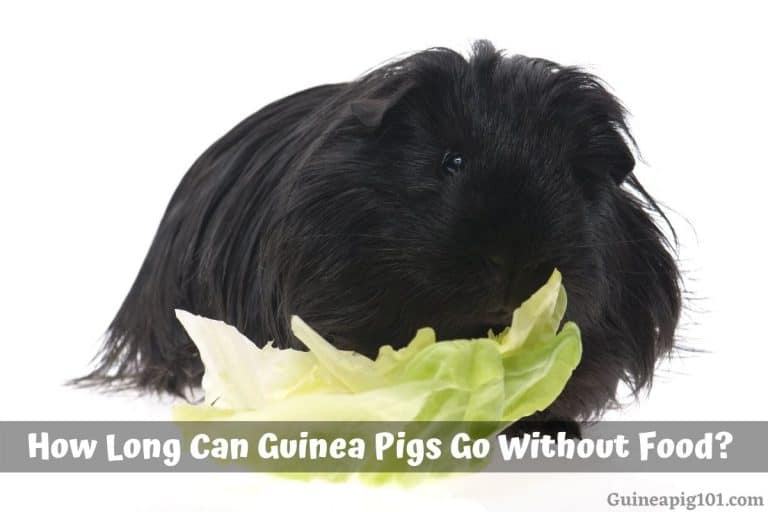 How Long Can Guinea Pigs Go Without Food?
