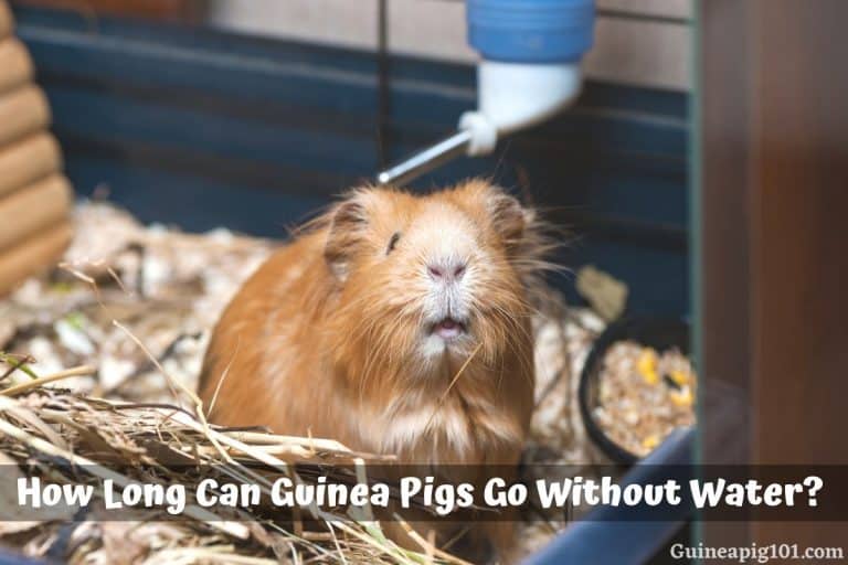 How Long Can Pigs Go Without Water guineapig101.com
