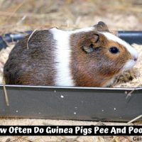 How Often Do Guinea Pigs Pee And Poop