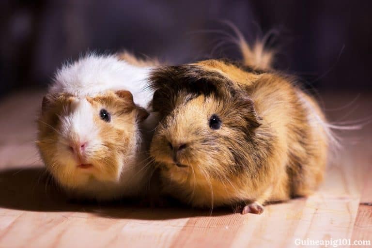 Why Do Guinea Pigs Attack Each Other? (+How To Stop Them)