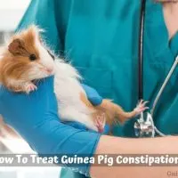 How To Treat Guinea Pig Constipation