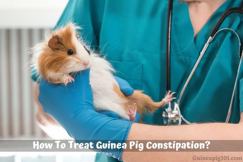 How To Treat Guinea Pig Constipation? (Causes & +What To Do)