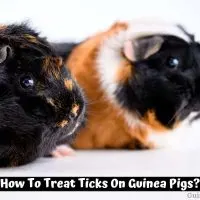How To Treat Ticks On Guinea Pigs?