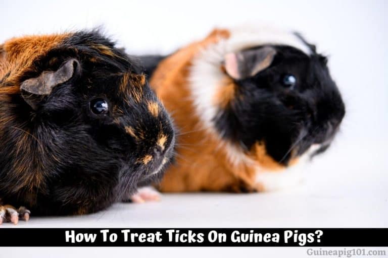 How To Get Rid Of Ticks On Guinea Pigs? (Causes & Treatment)