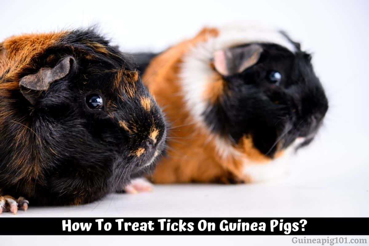 How To Treat Ticks On Guinea Pigs?