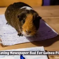 Is Eating Newspaper Bad For Guinea Pigs