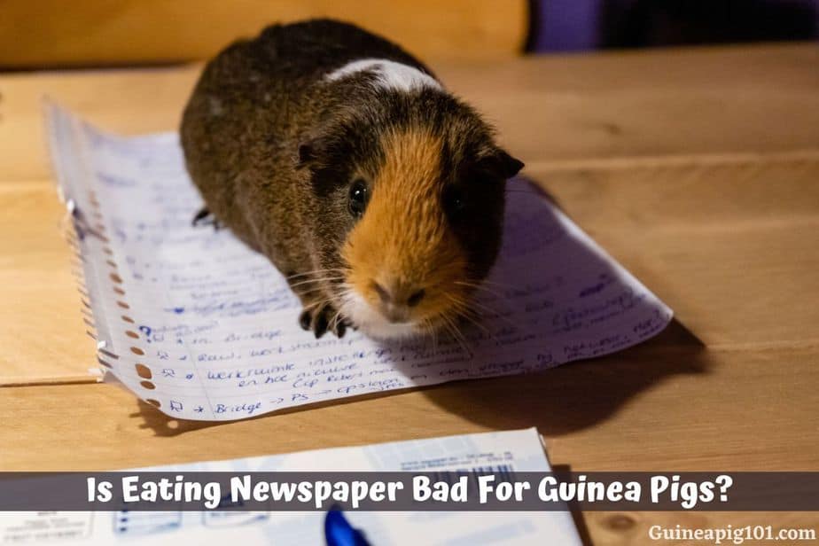 Is Eating Newspaper Bad For Guinea Pigs?