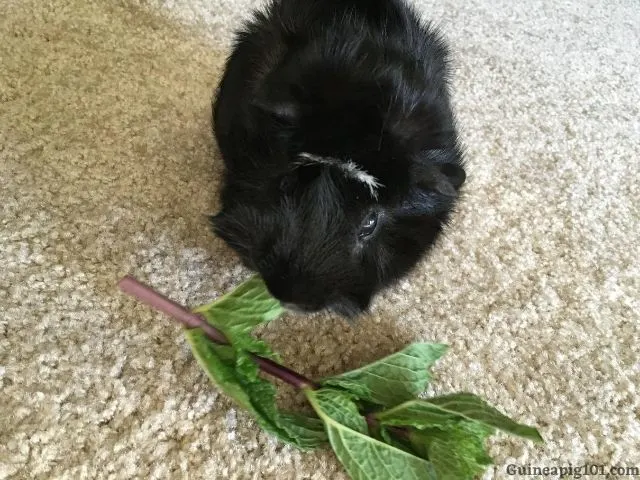 Mint Benefits to Guinea Pigs