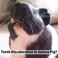 Teeth Discoloration In Guinea Pig