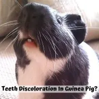 Teeth Discoloration In Guinea Pig