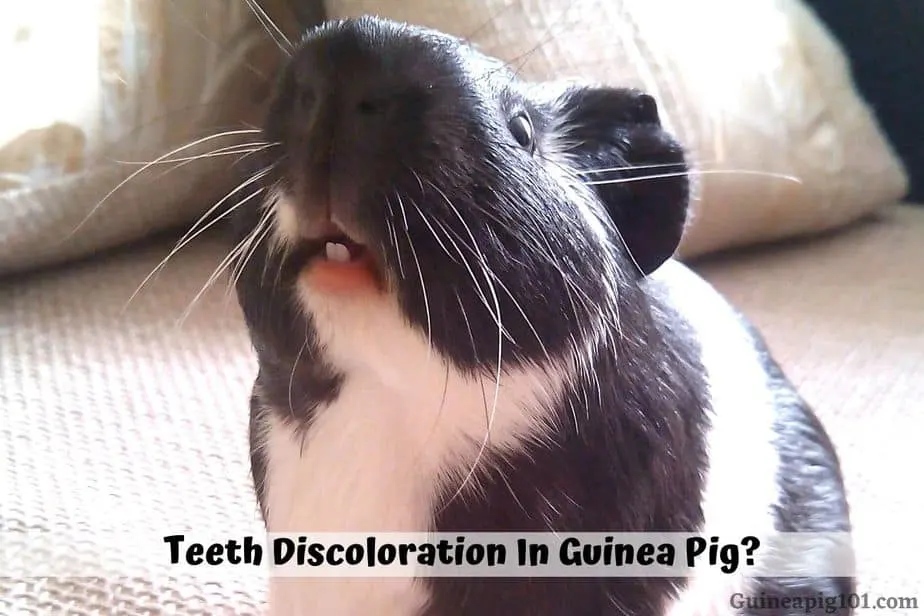 Teeth Discoloration In Guinea Pig (Causes & What To Do)