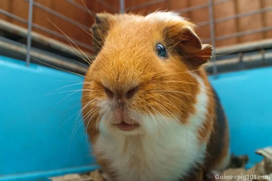 guinea pig stare