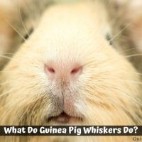 What Do Guinea Pig Whiskers Do