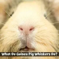 What Do Guinea Pig Whiskers Do