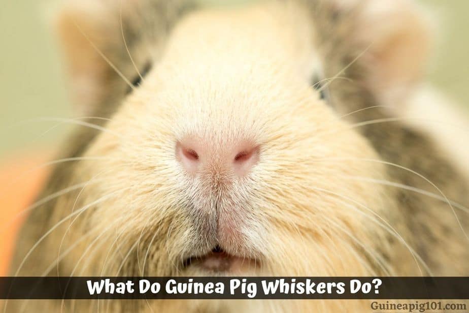What Do Guinea Pig Whiskers Do?