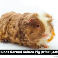 What Does Normal Guinea Pig Urine Look Like