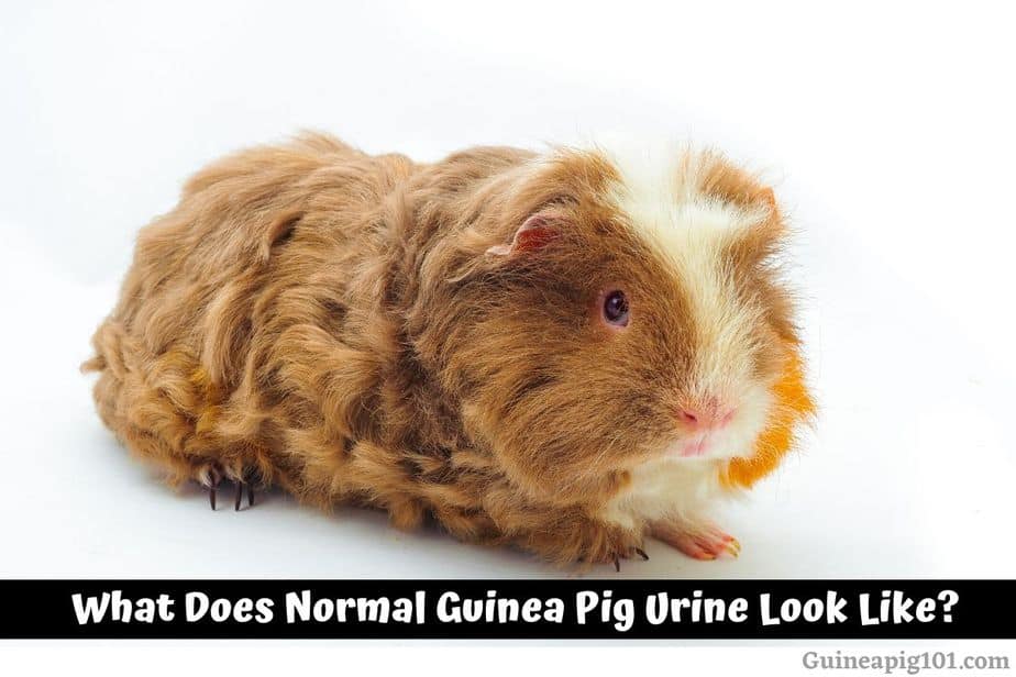 What Does Normal Guinea Pig Urine Look Like?