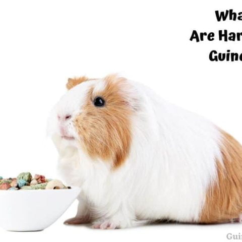 Picture of Guinea Pig Health Guinea Pig 101