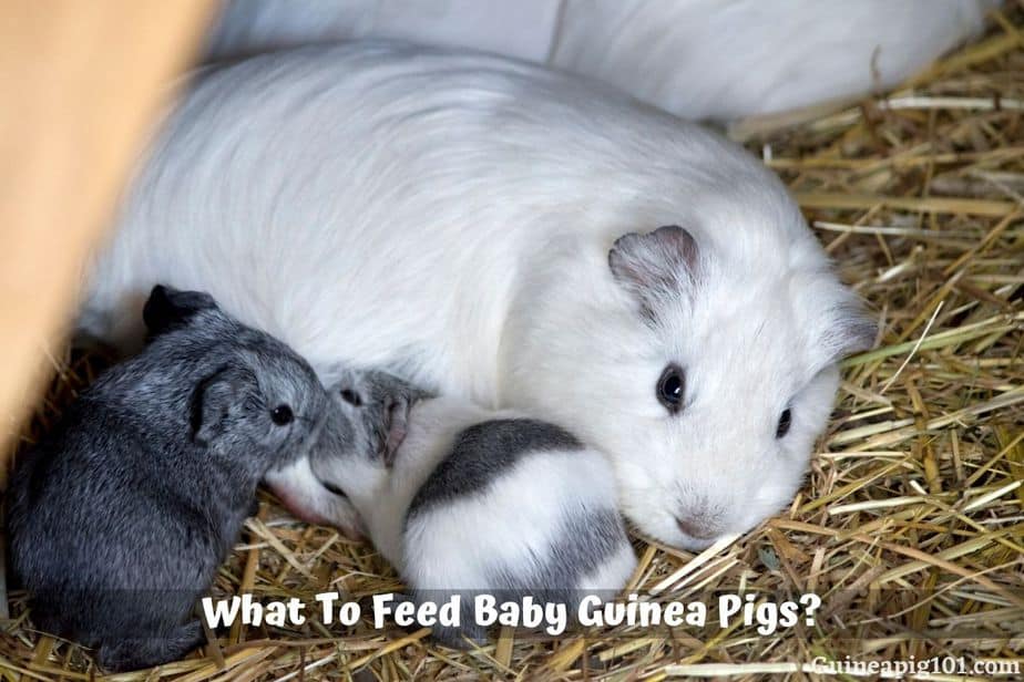 What To Feed Baby Guinea Pigs? (Hay, Veggies, Milk & More)