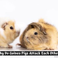 How To Get My Guinea Pig To Eat Pellets?