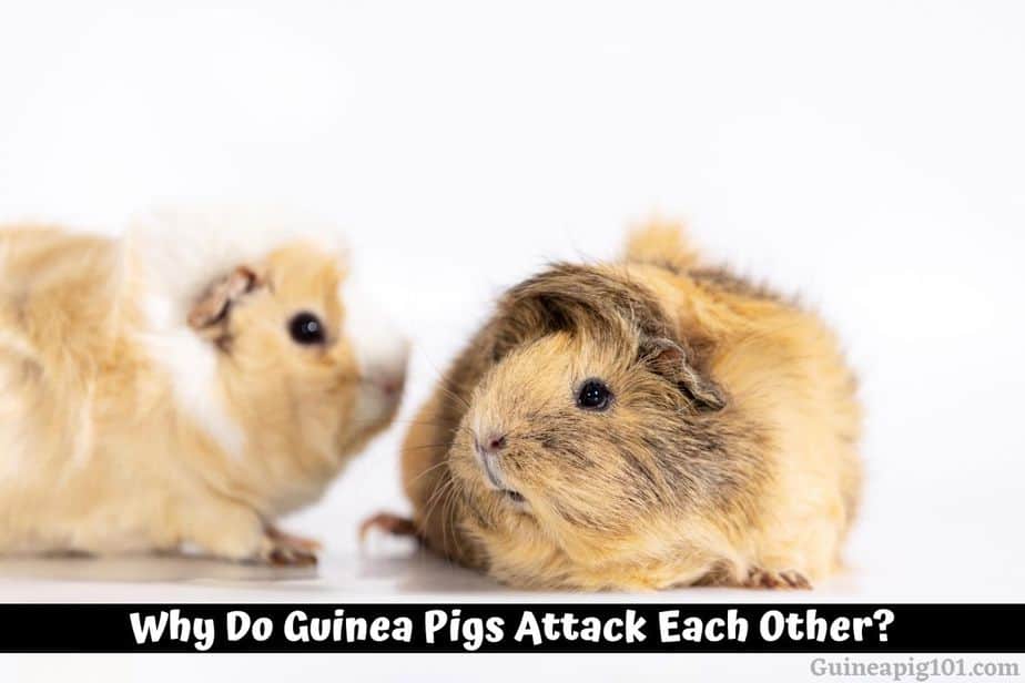 Why Do Guinea Pigs Attack Each Other? (+How To Stop Them)