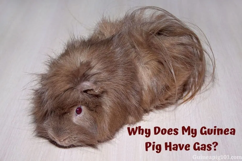 Why Does My Guinea Pig Have Gas Causes What To Do Guinea Pig 101