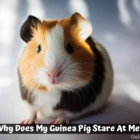 Why Does My Guinea Pig Stare At Me?
