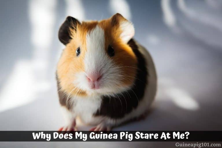 Why Does My Guinea Pig Stare At Me?