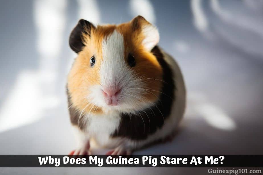 Why Does My Guinea Pig Stare at Me?