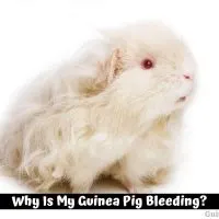 Why Is My Guinea Pig Bleeding?