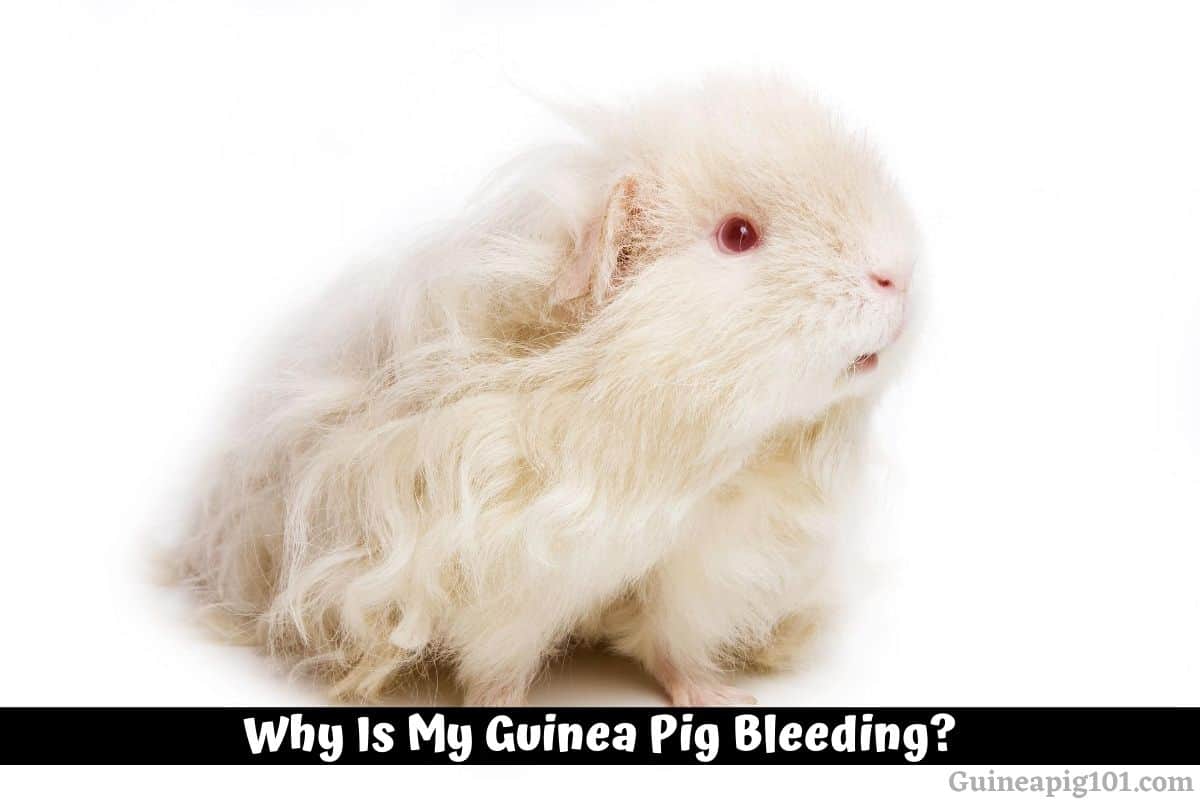 Why Is My Guinea Pig Bleeding? (Causes & What To Do)