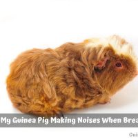 Why Is My Guinea Pig Making Noises When Breathing